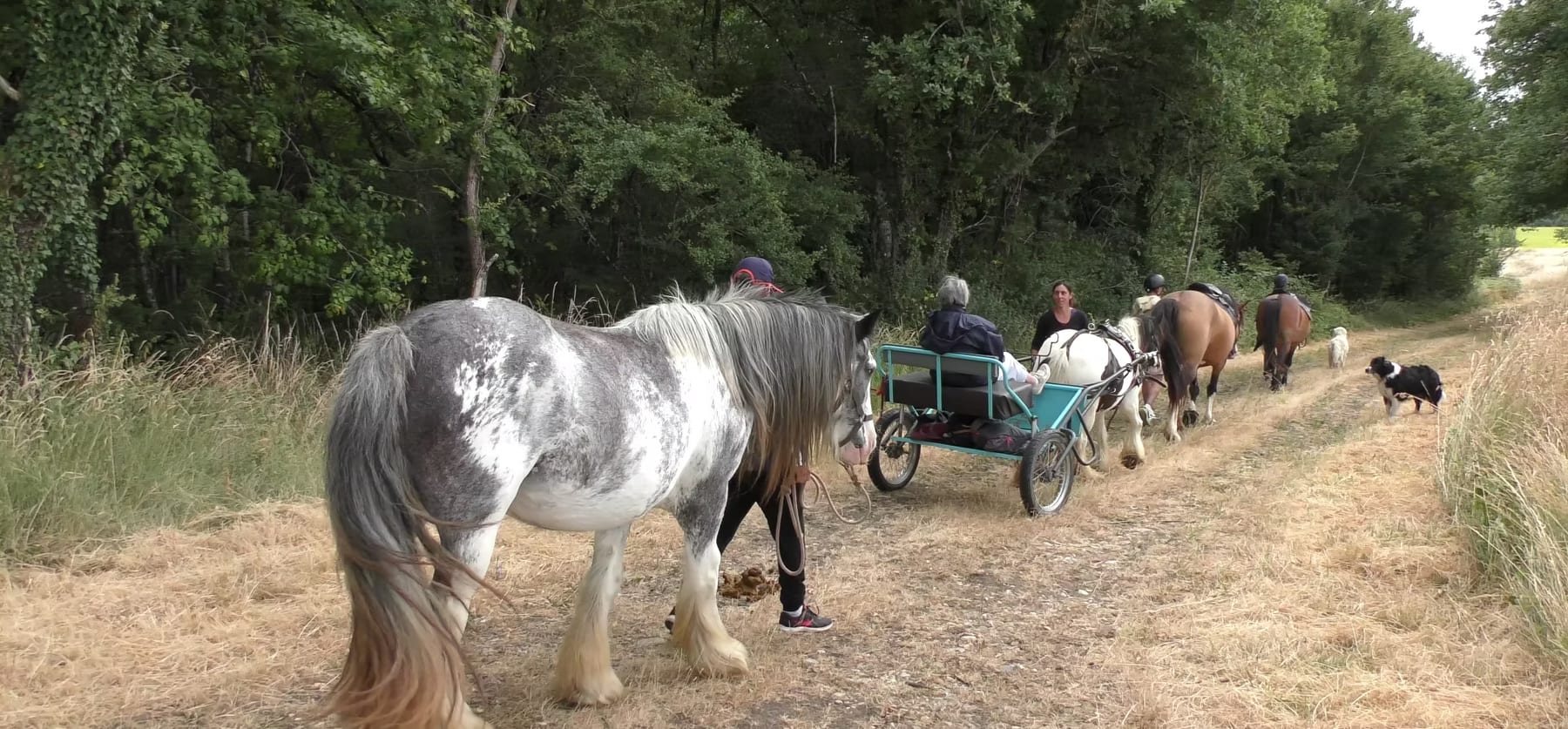 Balade en attelage et à pied dans le Bois Clerbault