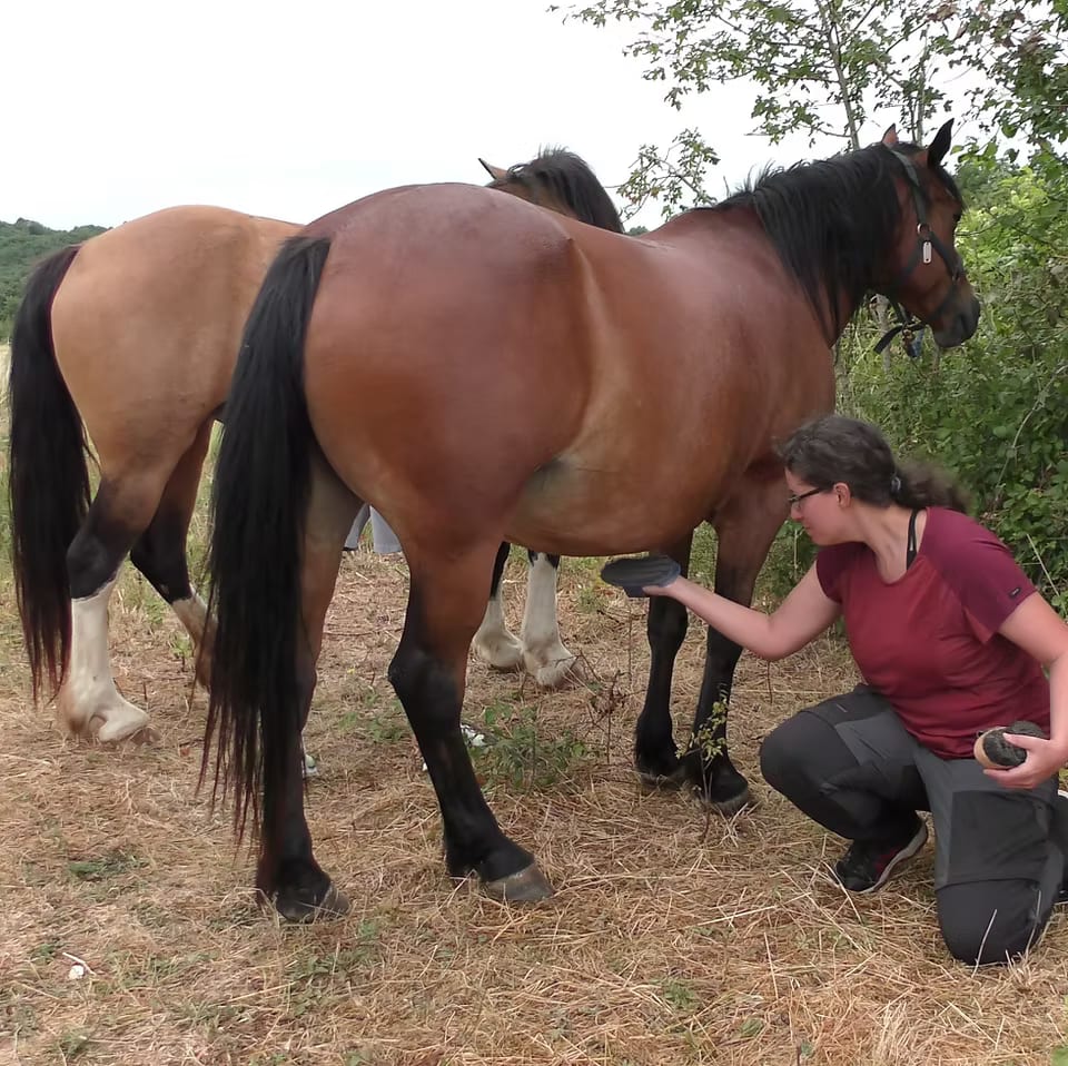 Moment de complicité avec un cheval de trait à la ferme de Bois Clerbault