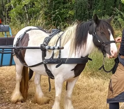 Cheval de trait harnaché, prêt pour l'attelage